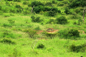 Two cheetahs in the bush, Bayala Game Reserve, South Africa