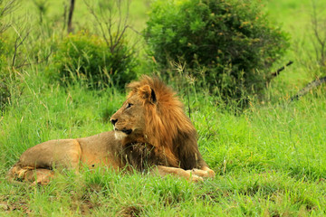 African lion male in Bayala Game Reserve, South Africa