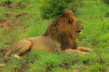 Naklejka premium African lion male in Bayala Game Reserve, South Africa