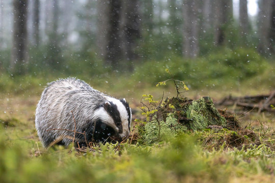 The European badger also known as the Eurasian badger is searching for food in the forest in light snowfall. 