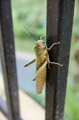 Giant Grasshopper, Tobago