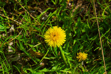 dandelion on green grass, dandelion in the grass