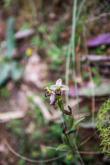 various species of orchids Anacamptis laxiflora, Anacamptis longicornu, Neotinea commutata, Ophrys bertolonii, Ophrys apifera, Orchis anthropophora, Anacamptis, Ophrys