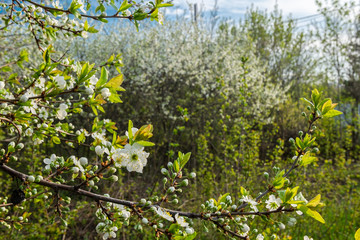 Spring flowers blooming in the garden with the other flowers bokeh background!