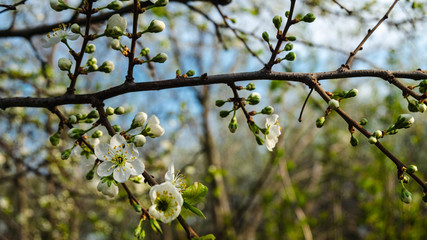 Spring flowers blooming in the garden with the other flowers bokeh background!