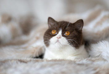 Bicolor BKH Kitten mit großen Augen 