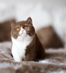 Edel - Britisch Kurzhaar Katze Kitten sehr imposant und typvoll