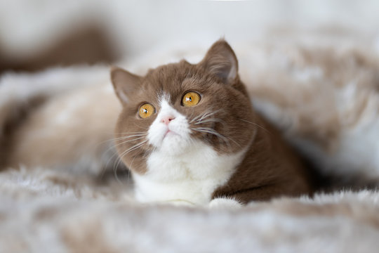 BKH, Katze, Kater, Kitten, Kattenkind, braun, edel, s&uuml;&szlig;, niedlich, decken, Katzenaugen, Oastell, gr&uuml;n, Pflanze, Palme, Sommer, schmusen, kuscheln, Zucht, Z&uuml;chter, Britisch Kurzhaar, Rassekatze, K&auml;tzch