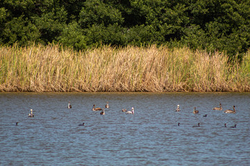 Pelicanos nadando en el rio.