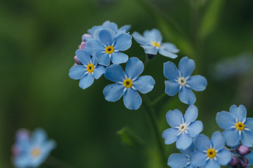 Forget-me-not bloom in garden closeup