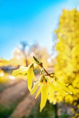 Forsythia blossoms in spring