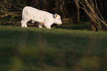 Kalb