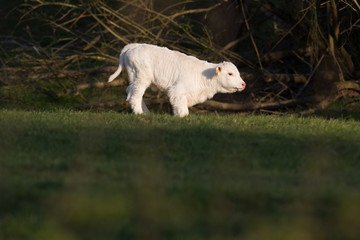 Kalb