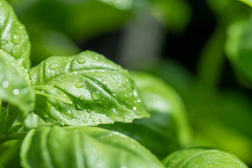 green basilicum leaf with water drops