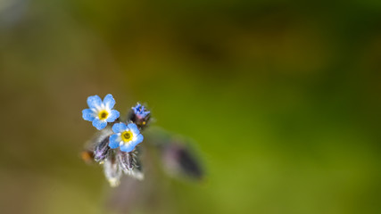 tiny blue flower closeup isolated