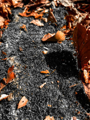 autumn leaves on the ground