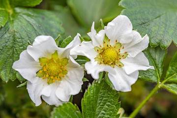 white flowers of strawberry plant macro close up