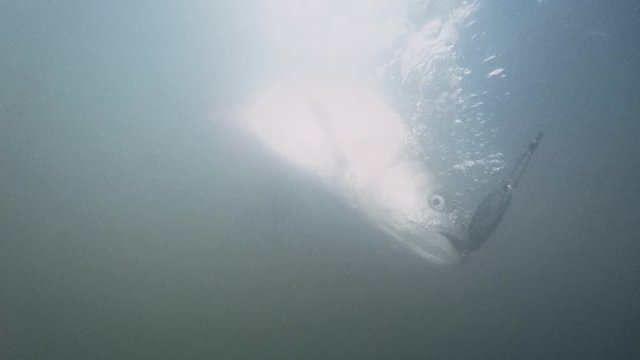 Huge redatory asp fish in muddy water in slow motion