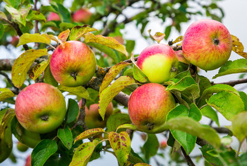 apples on a branch