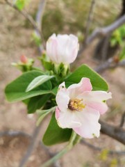 quince tree blossom