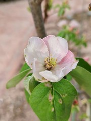 Fototapeta na wymiar quince tree blossom