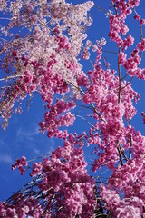 Beautiful pink flowers on trees in nature blooming in the spring time