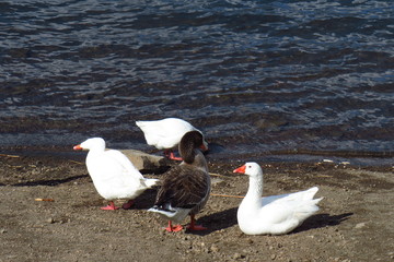 Lake wild nature 