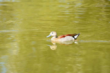 pato de collar argentino nadando en el lago (anas platyrhynchos) Marbella Andalucía España