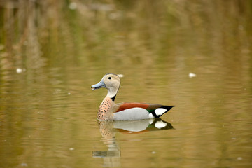 pato de collar argentino con su reflejo en el estanque (anas platyrhynchos) Marbella Andalucía España