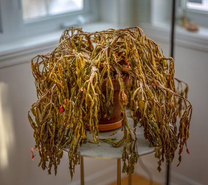 Dried up potted plant