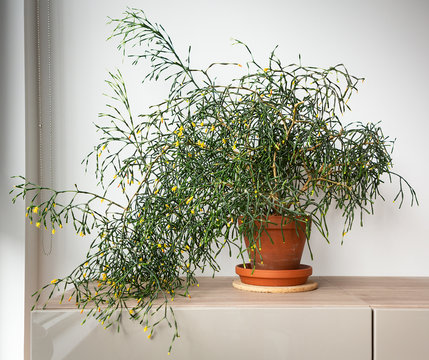 Potted plant on grey desk