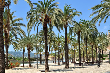 Fototapeta na wymiar Palm tree alley in Palma de Mallorca, Spain
