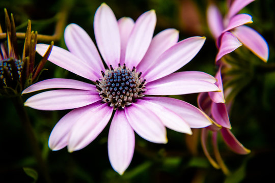Purple flower close-up Osteopermum Soprano background - Powered by Adobe