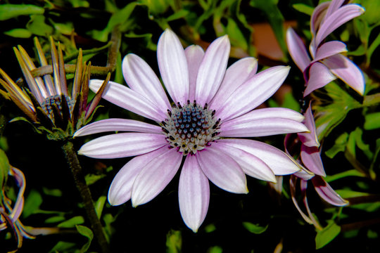 Purple flower close-up Osteopermum Soprano background