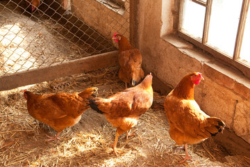 Hen house interior with hens