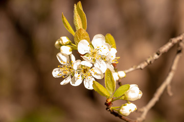 blooming plum blossom, with a bee feeding on its pollen, in spring when the fruit trees bloom fill all the fields with color