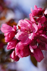 Beautiful pink flowers on trees in nature blooming in the spring time