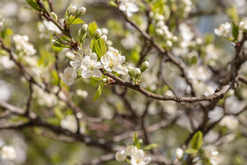 blooming plum blossom, with a bee feeding on its pollen, in spring when the fruit trees bloom fill all the fields with color