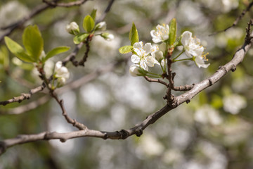 blooming plum blossom, with a bee feeding on its pollen, in spring when the fruit trees bloom fill all the fields with color