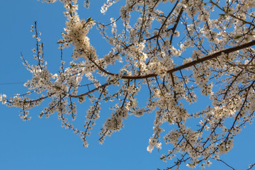 blooming plum blossom, with a bee feeding on its pollen, in spring when the fruit trees bloom fill all the fields with color