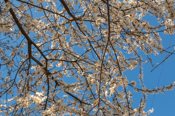 blooming plum blossom, with a bee feeding on its pollen, in spring when the fruit trees bloom fill all the fields with color