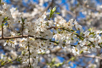 blooming plum blossom, with a bee feeding on its pollen, in spring when the fruit trees bloom fill all the fields with color