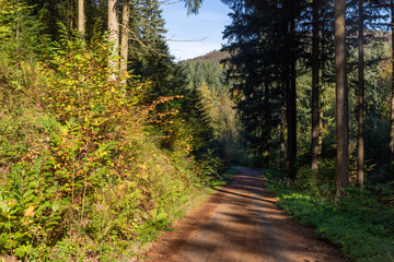 Trail in black forest with autumn leaves