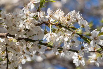 blooming plum blossom, with a bee feeding on its pollen, in spring when the fruit trees bloom fill all the fields with color