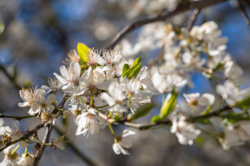 blooming plum blossom, with a bee feeding on its pollen, in spring when the fruit trees bloom fill all the fields with color