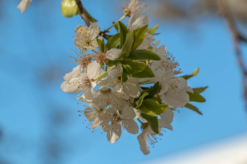 blooming plum blossom, with a bee feeding on its pollen, in spring when the fruit trees bloom fill all the fields with color