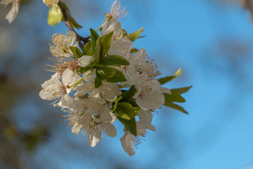 blooming plum blossom, with a bee feeding on its pollen, in spring when the fruit trees bloom fill all the fields with color