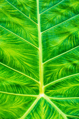 Detailed close-up of giant elephant ear plant leave