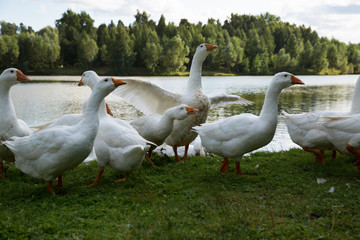 Domestic white geese on the lake. Summer village landscape.