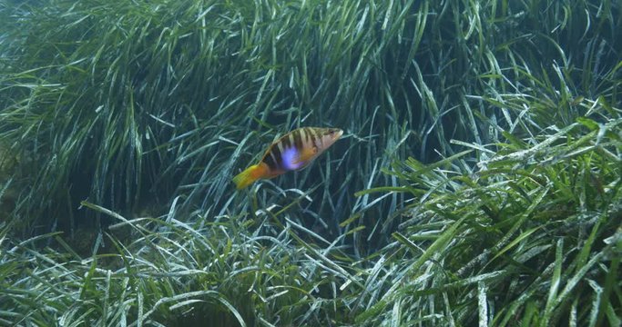 Green grass and Painted comber fish (Serranus scriba), Mediterranean sea, France.	